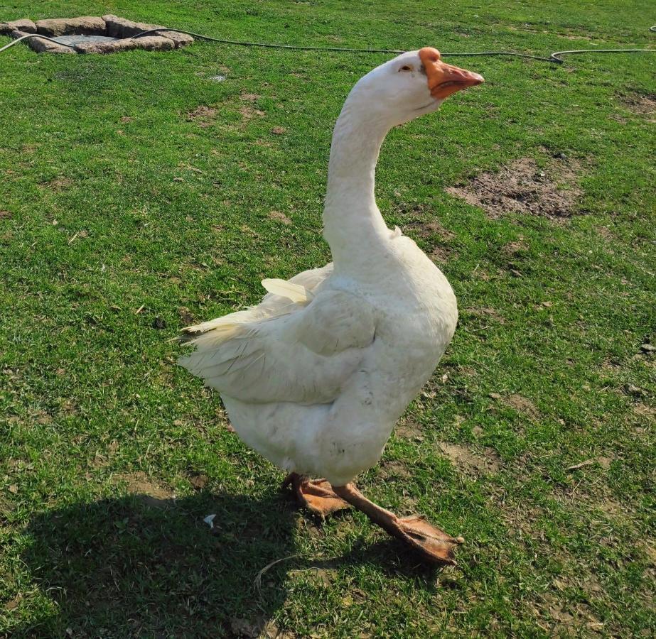 Sudecki Dym Z Kominkiem Kolo Karpacza. Agroturystyka Janowice Wielkie Bagian luar foto